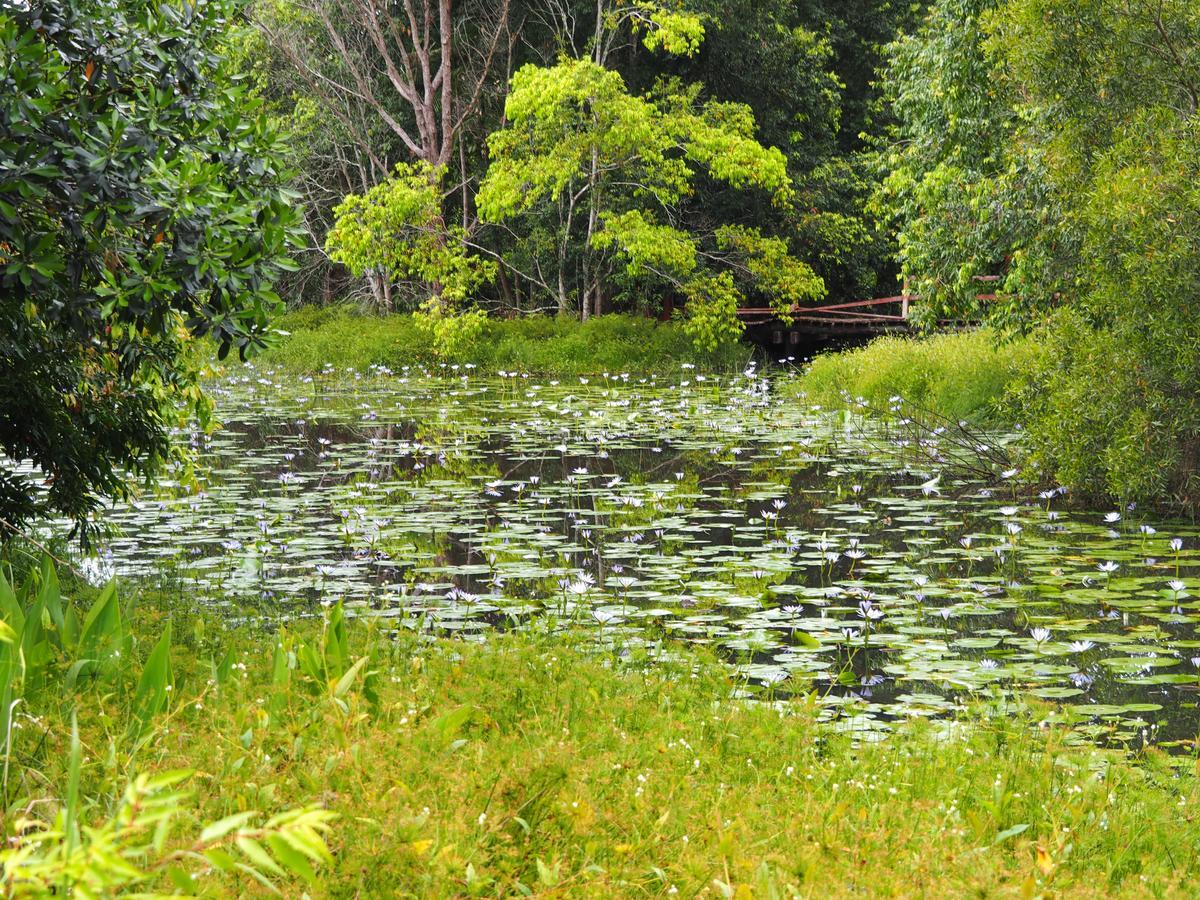 Lilypad Luxury Cabins Bellingen Eksteriør bilde